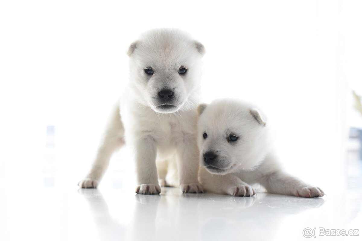 Kishu Inu štěňata s PP FCI - odběr na Vánoce - 2