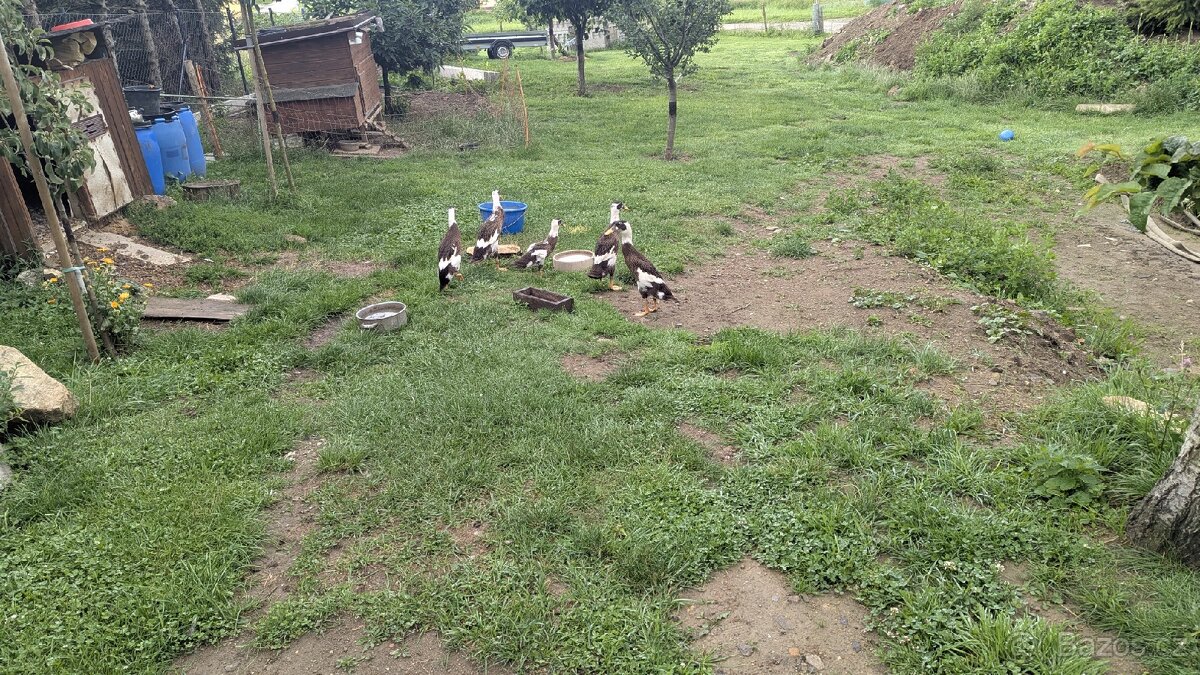 Indický běžec srnčí sedlatý - 2