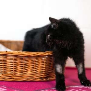 Ariel, mazlivé černé koťátko - 2