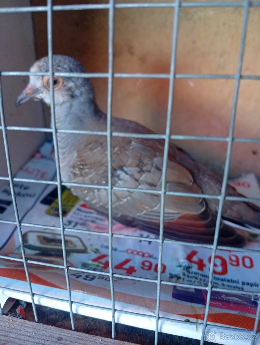 Zebricky holoubci - 2