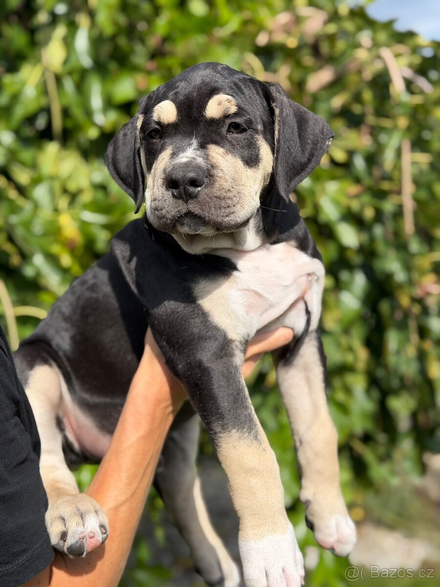 American Bully - 2