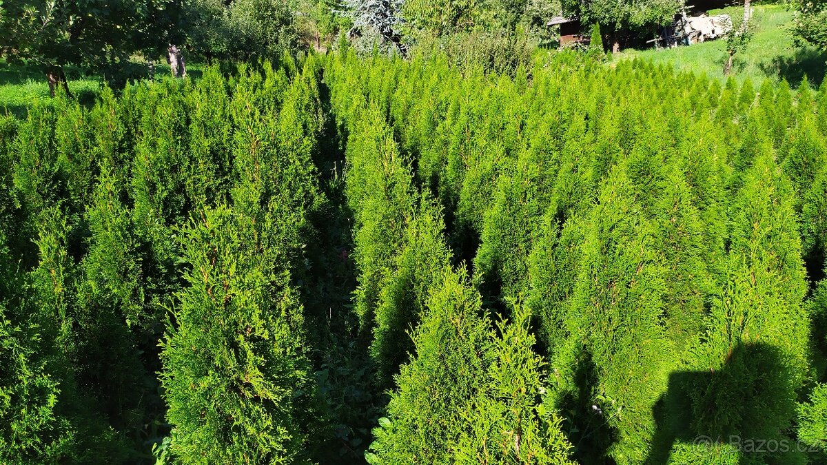 Tůje, tůja, thuja, Smaragd - 2