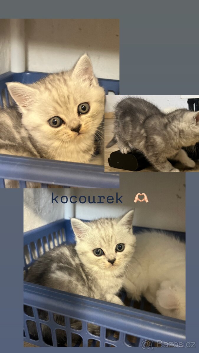 Britská koťátka 🐈⬛🌷 - 2