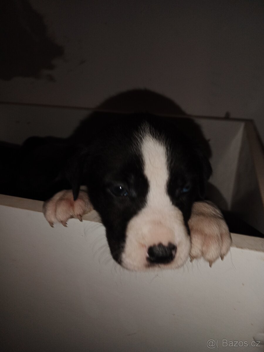 Štěňátko - 2