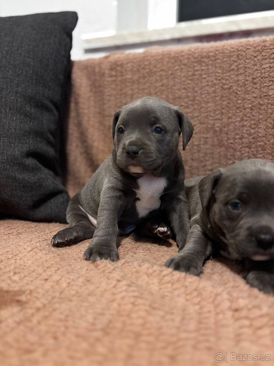 Stafordsirsky bulterier - 2