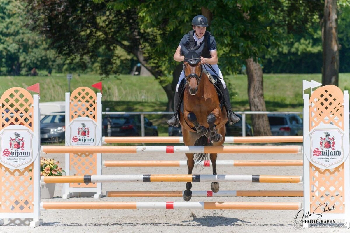 Prodáme sportovního koně do drezury, do parkuru pro dítě, ju - 2