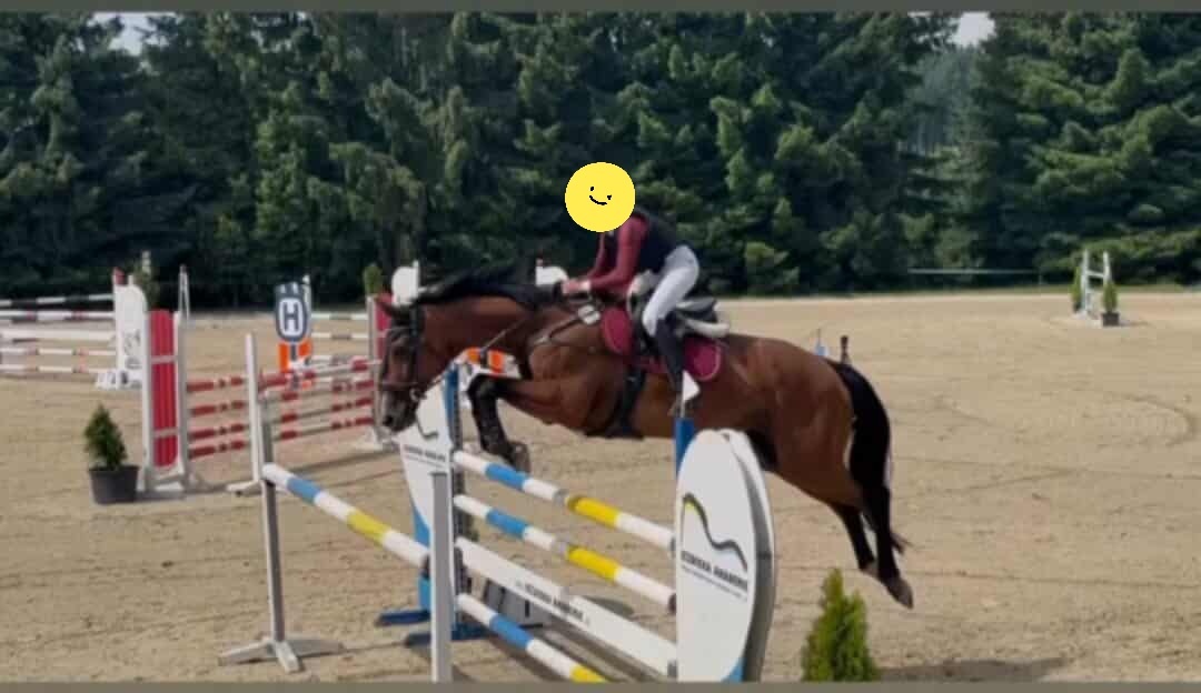 Prodáme více koní na sport/hobby/ZZVJ - 2