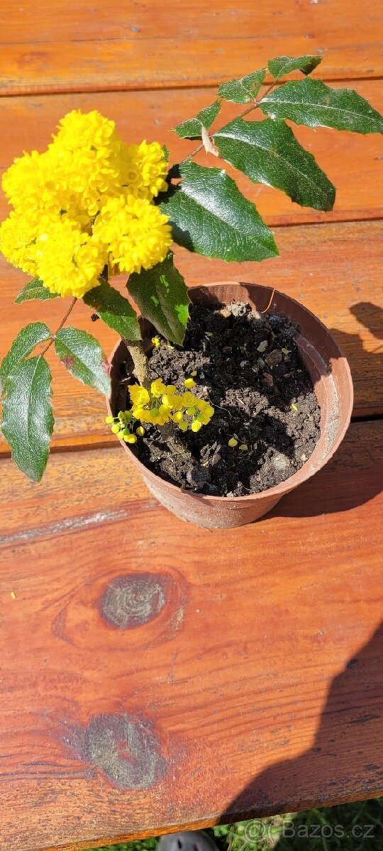 Trvalky, pokojovky - 2