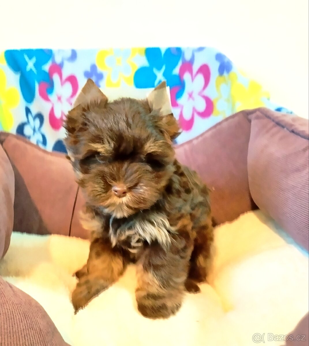 Jorkšírský teriér - 2