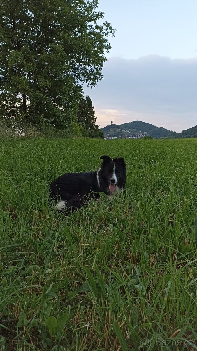 Pes bordercolie s PP - 2