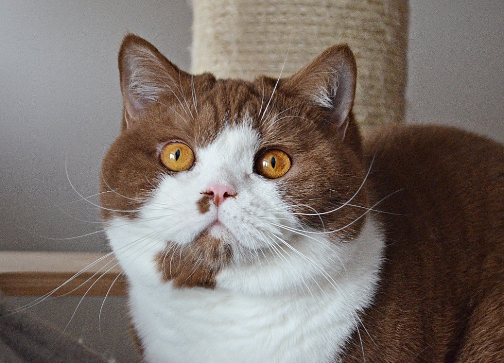 Britská koťátka s PP - 2