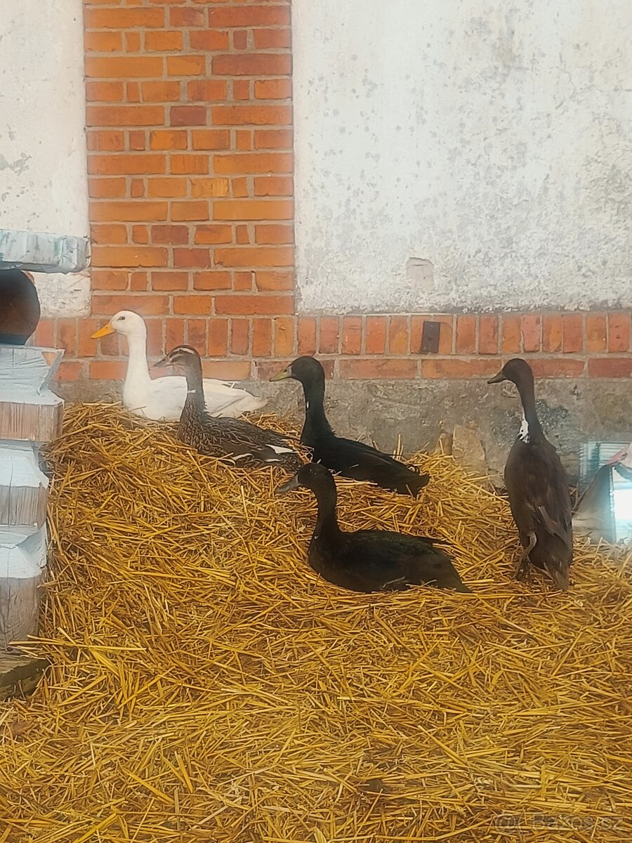 Indický běžec páreček - 2