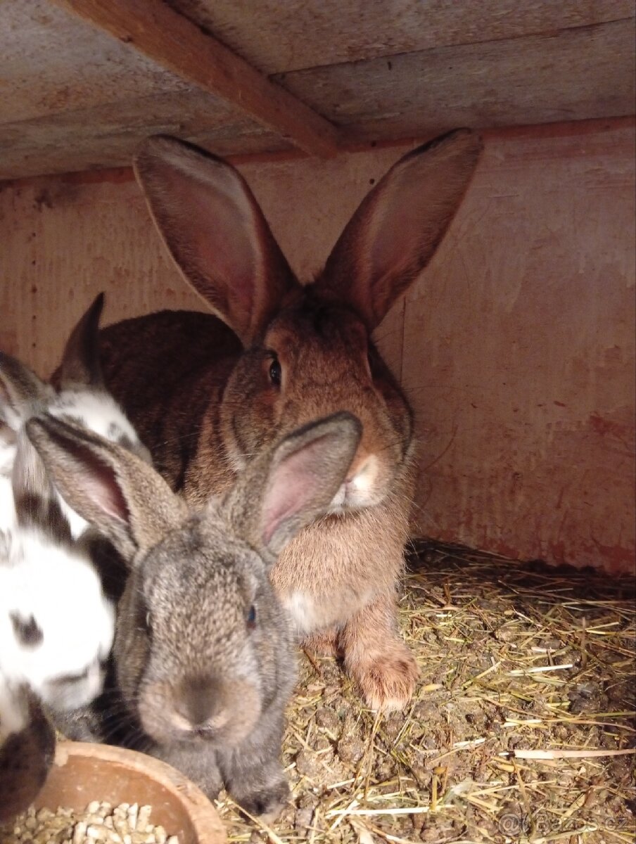 Samice s králíčky - 2