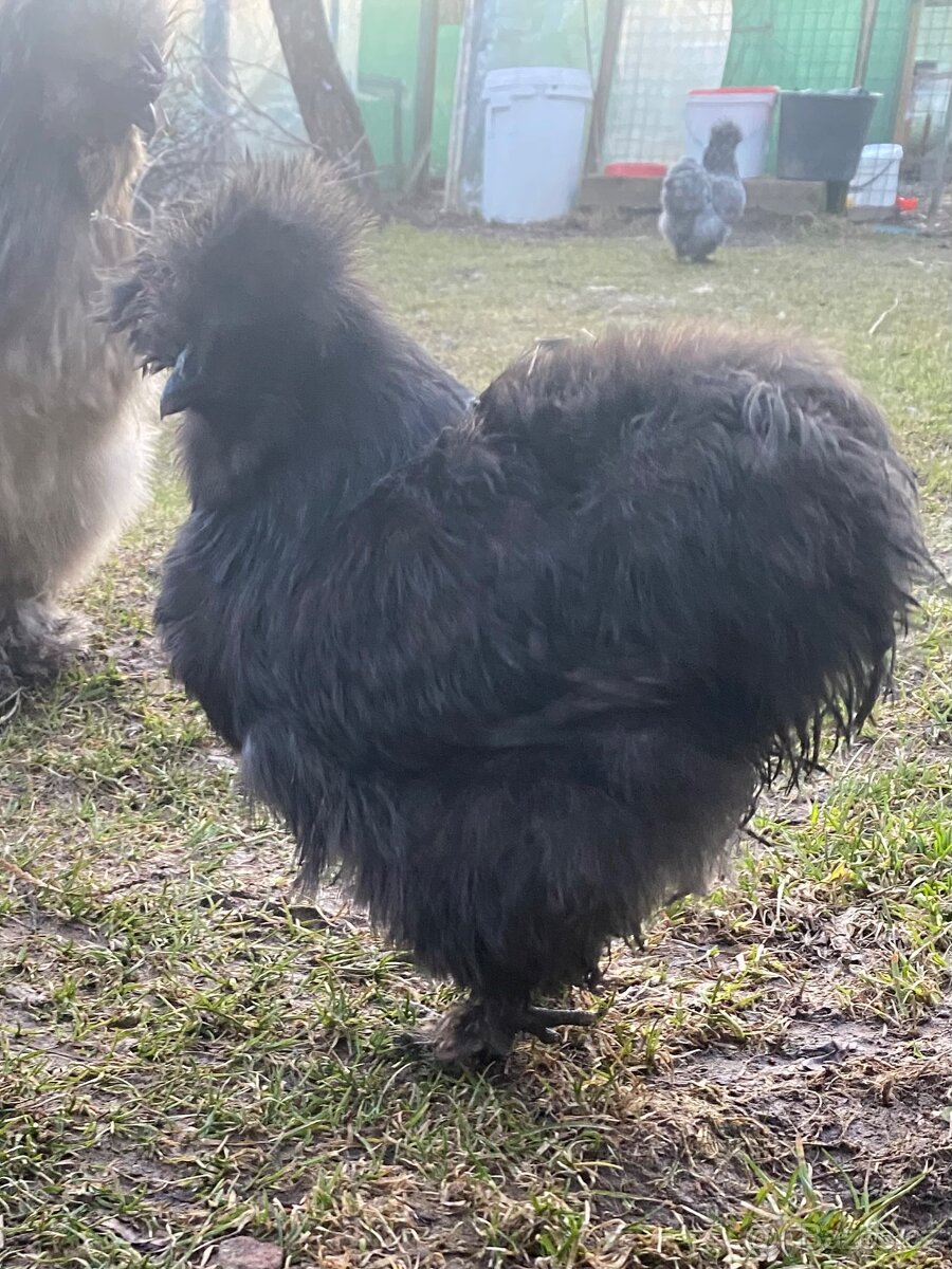 Hedvábnička USA - 2