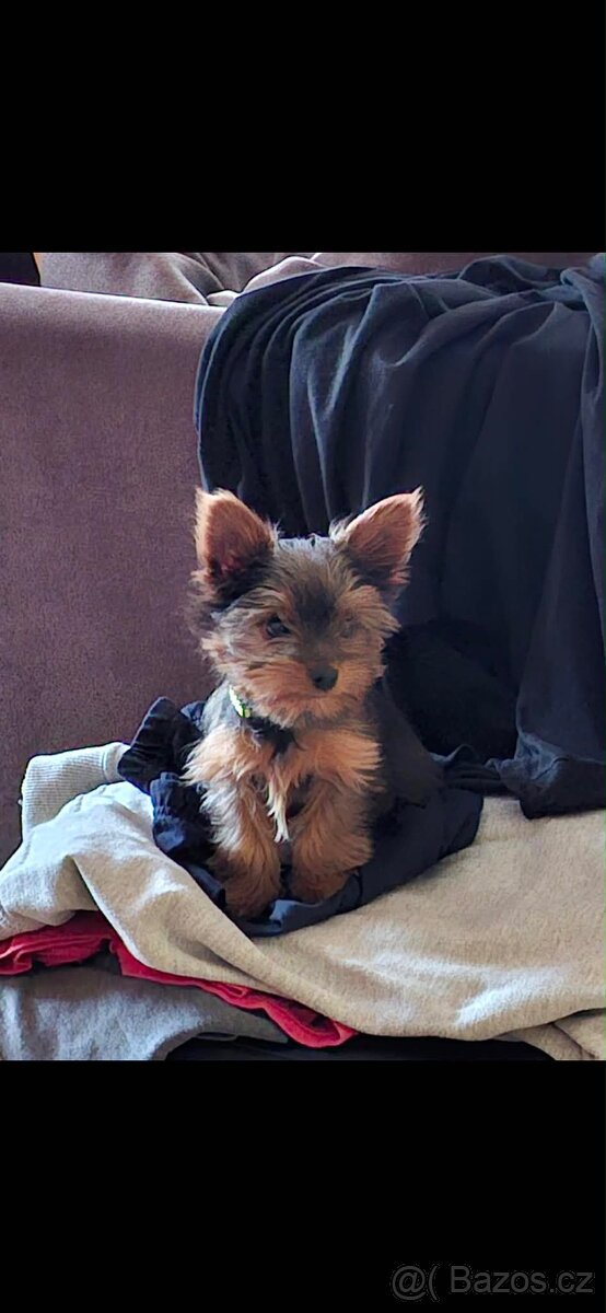 Jorkšírský terier - 2