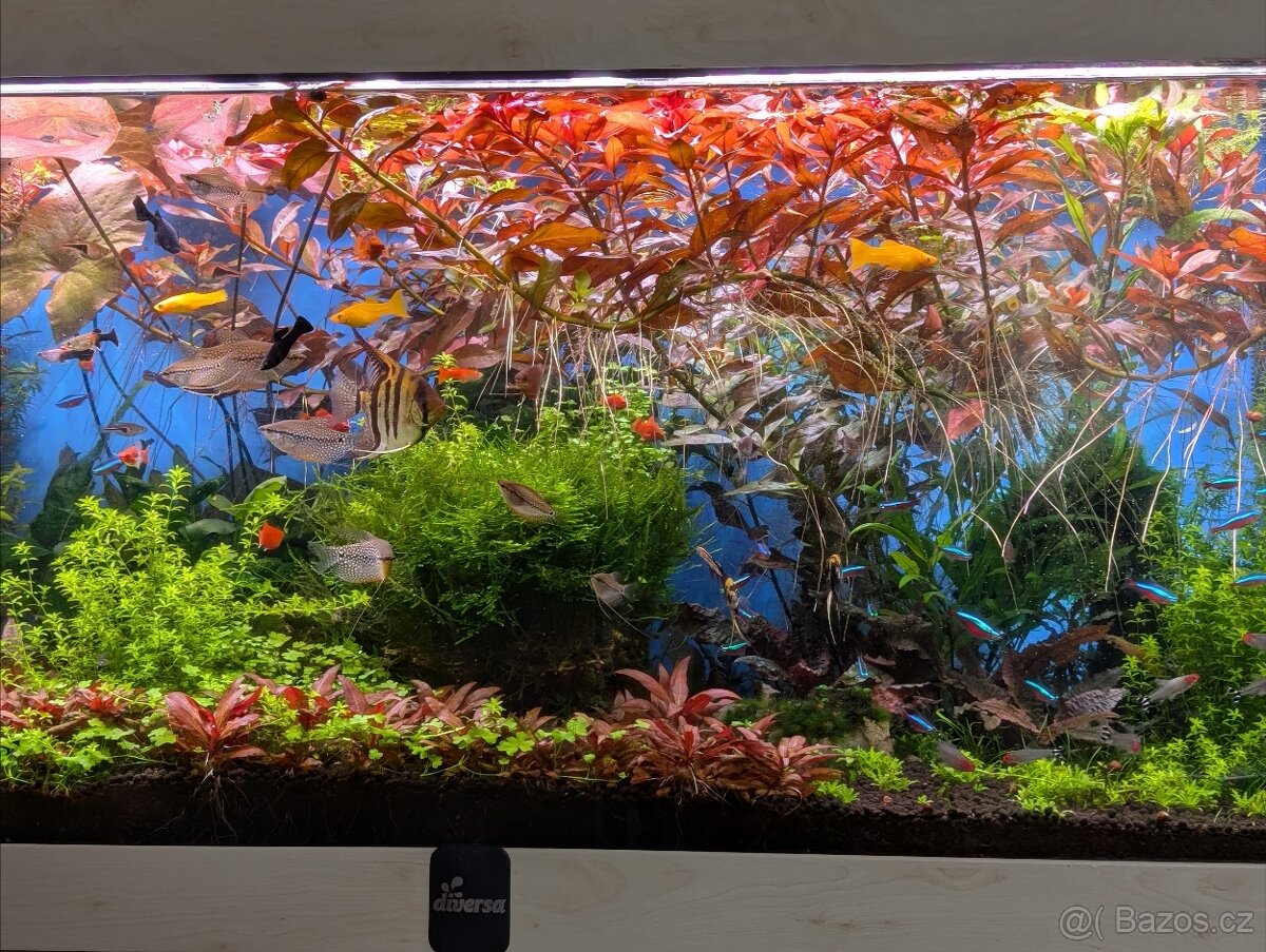 Akvarijní rostlinky - 2