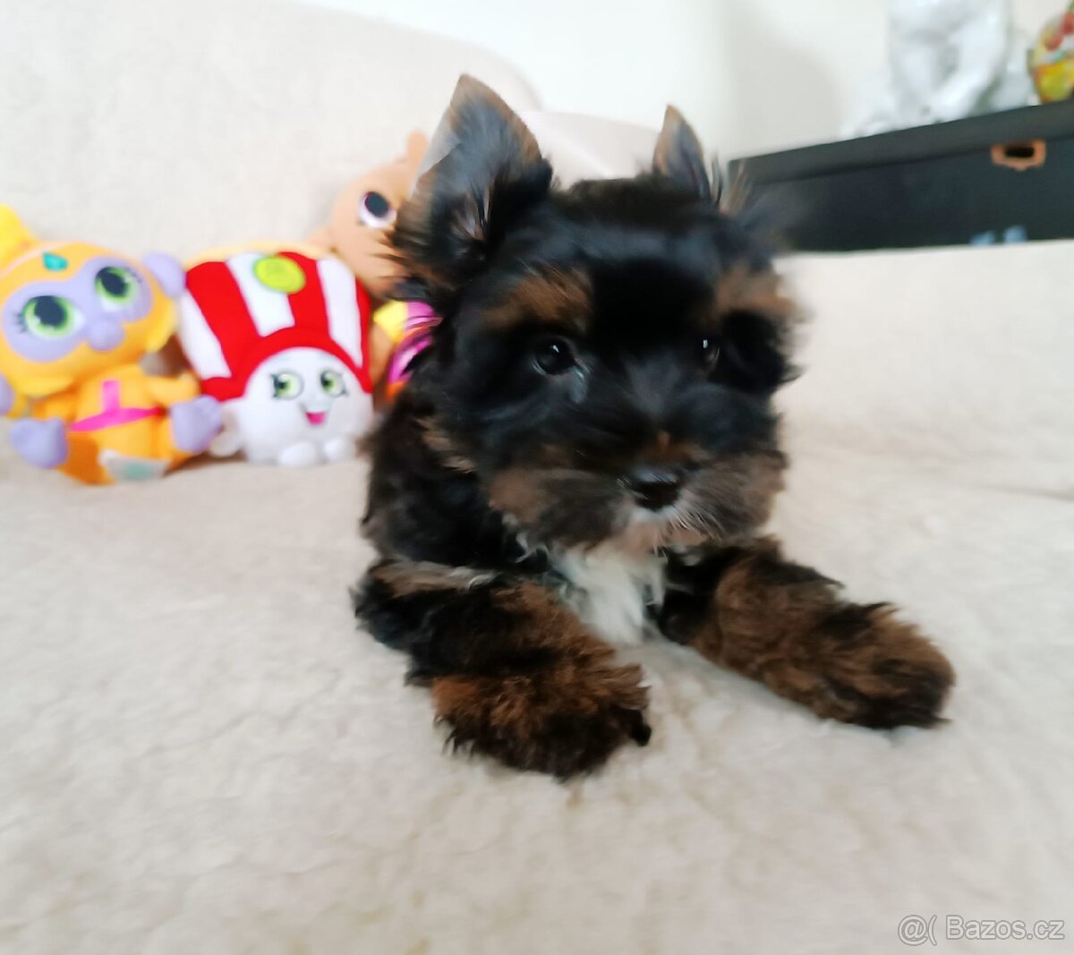 Jorkšírský teriér - 2