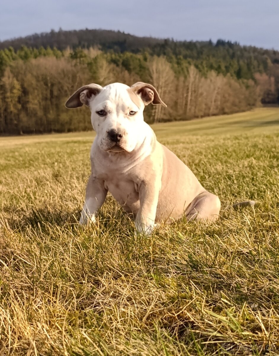 American Bully Standard - 2