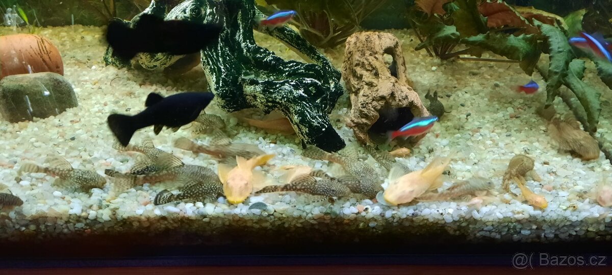 Prodám Ancistruse - 2