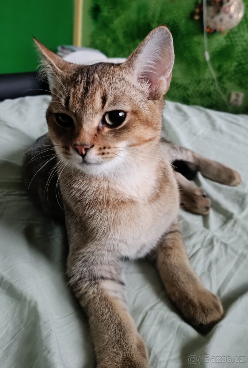 Britský kocourek bez PP - 2