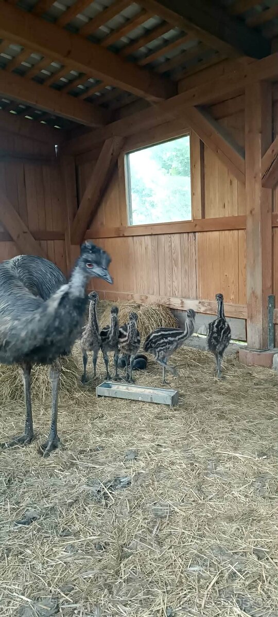 Prodám mláďata Emu hnědý - 2