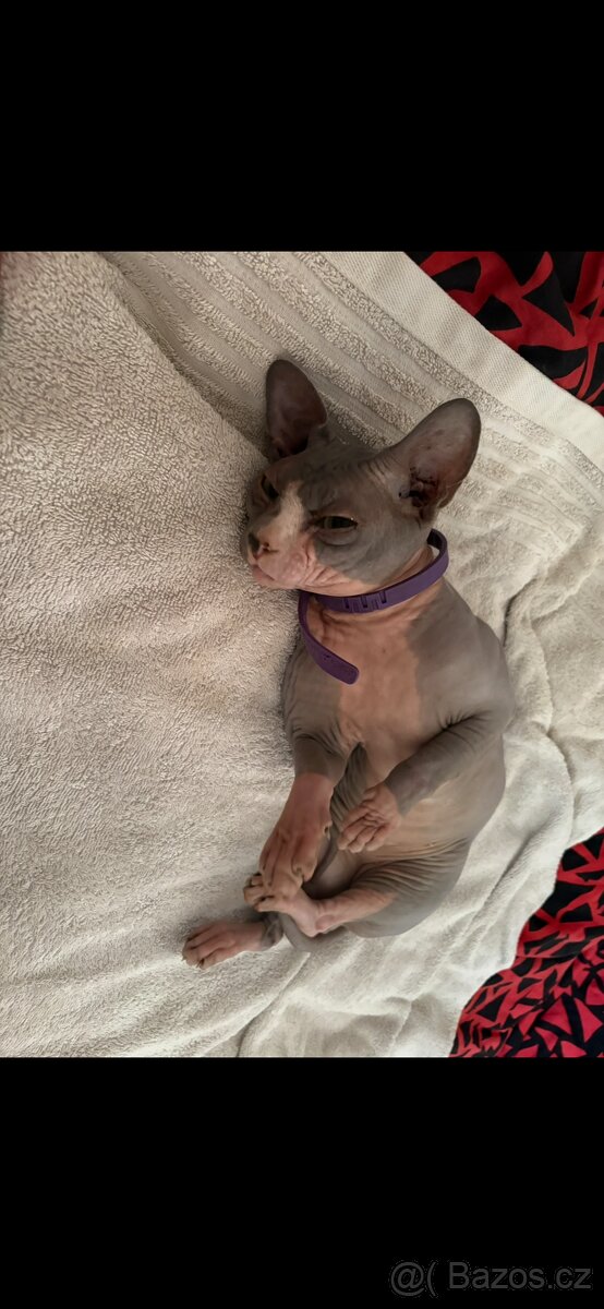 Kocourek sphynx - 2