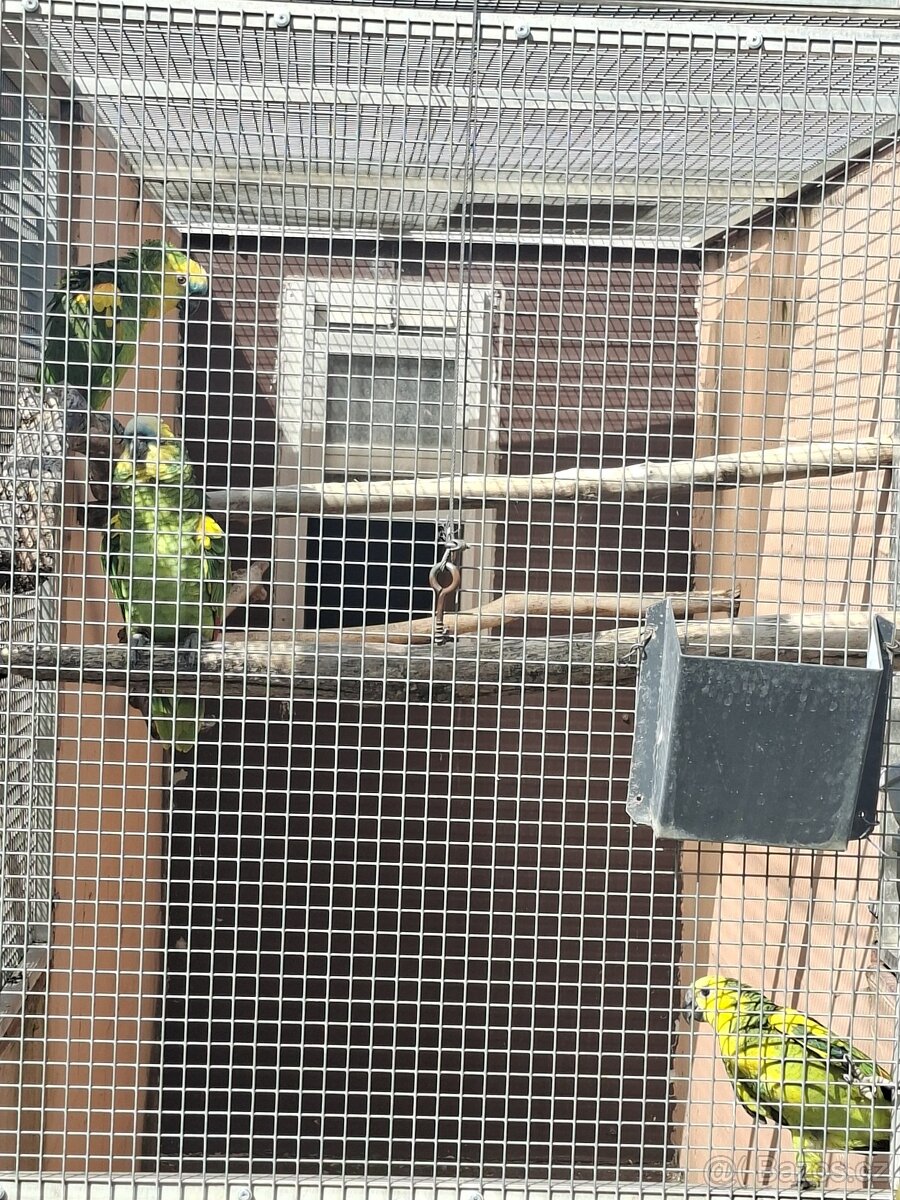 Prodám amazonana modroceleho. - 2