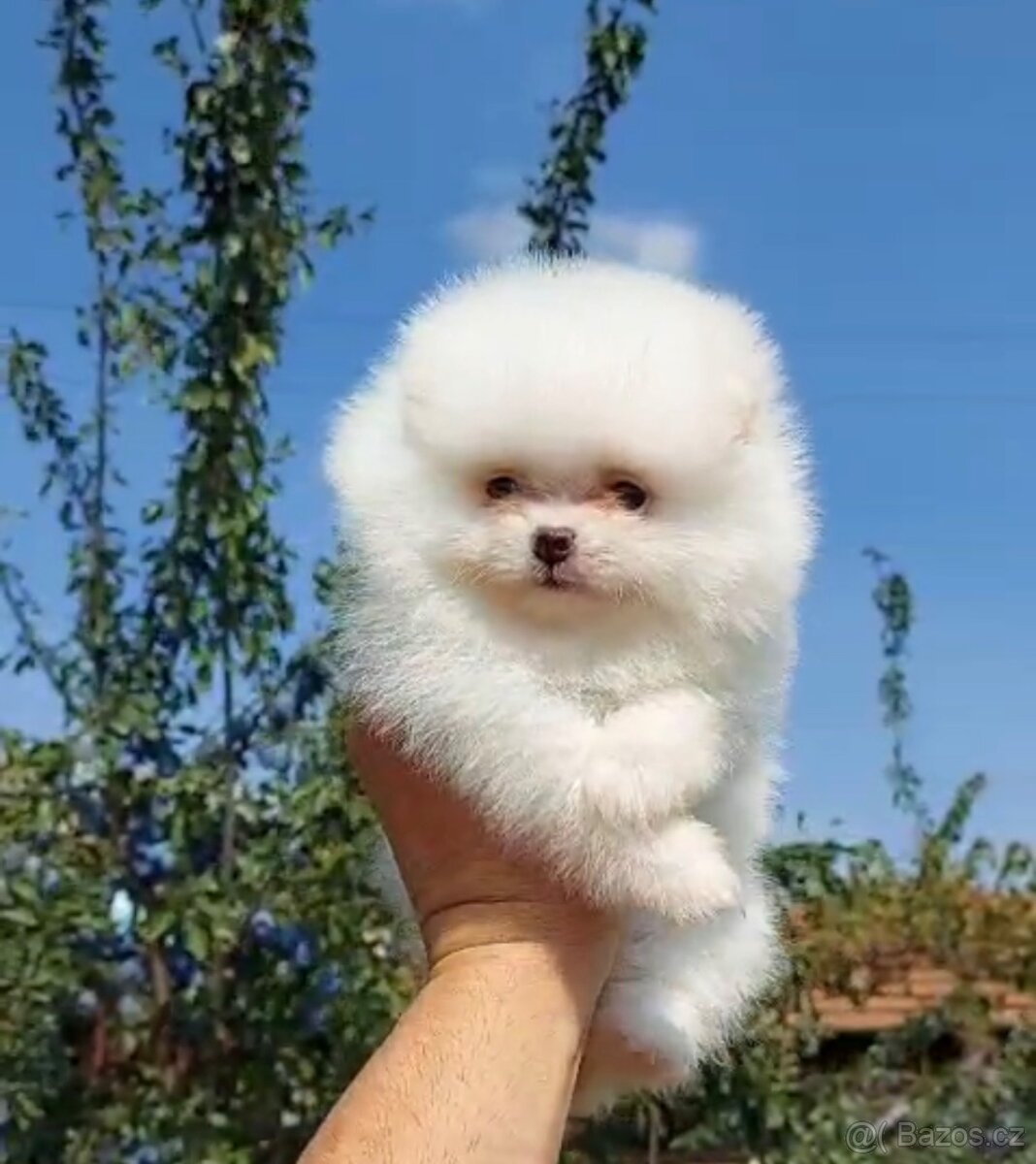 Pomeranian štěňátka s PP - 2