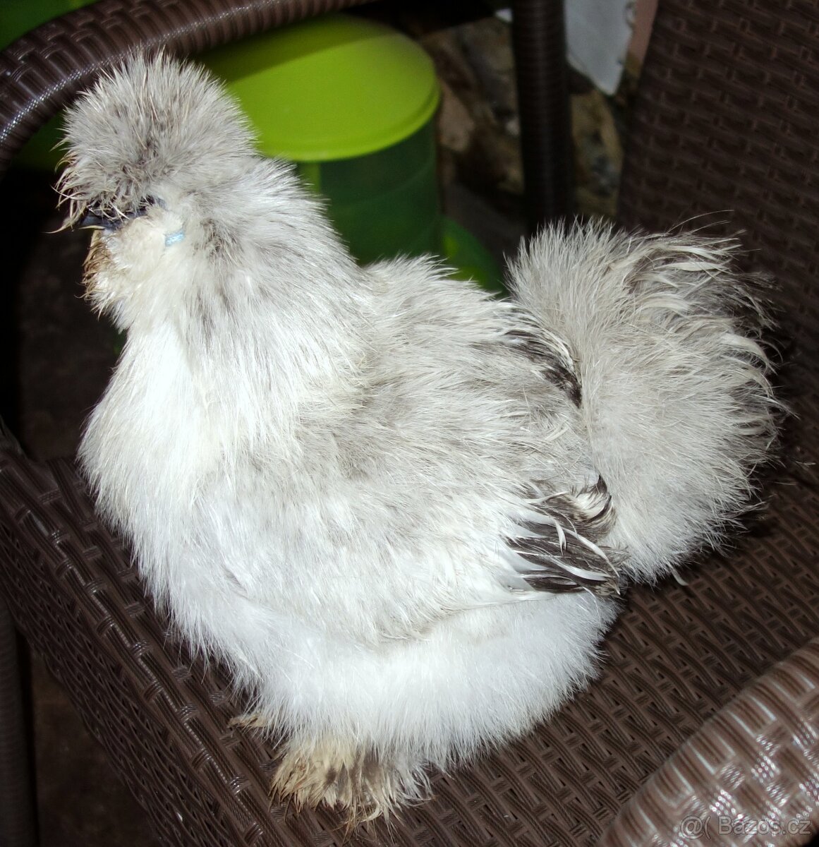 Hedvábnička velká vousatá - EU - 2