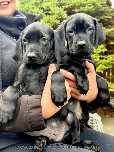 Tosa inu - TOP štěňátka vzácné černé barvy s PP - 2