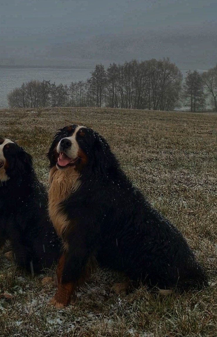 Nabídka krytí – Bernský salašnický pes - 2