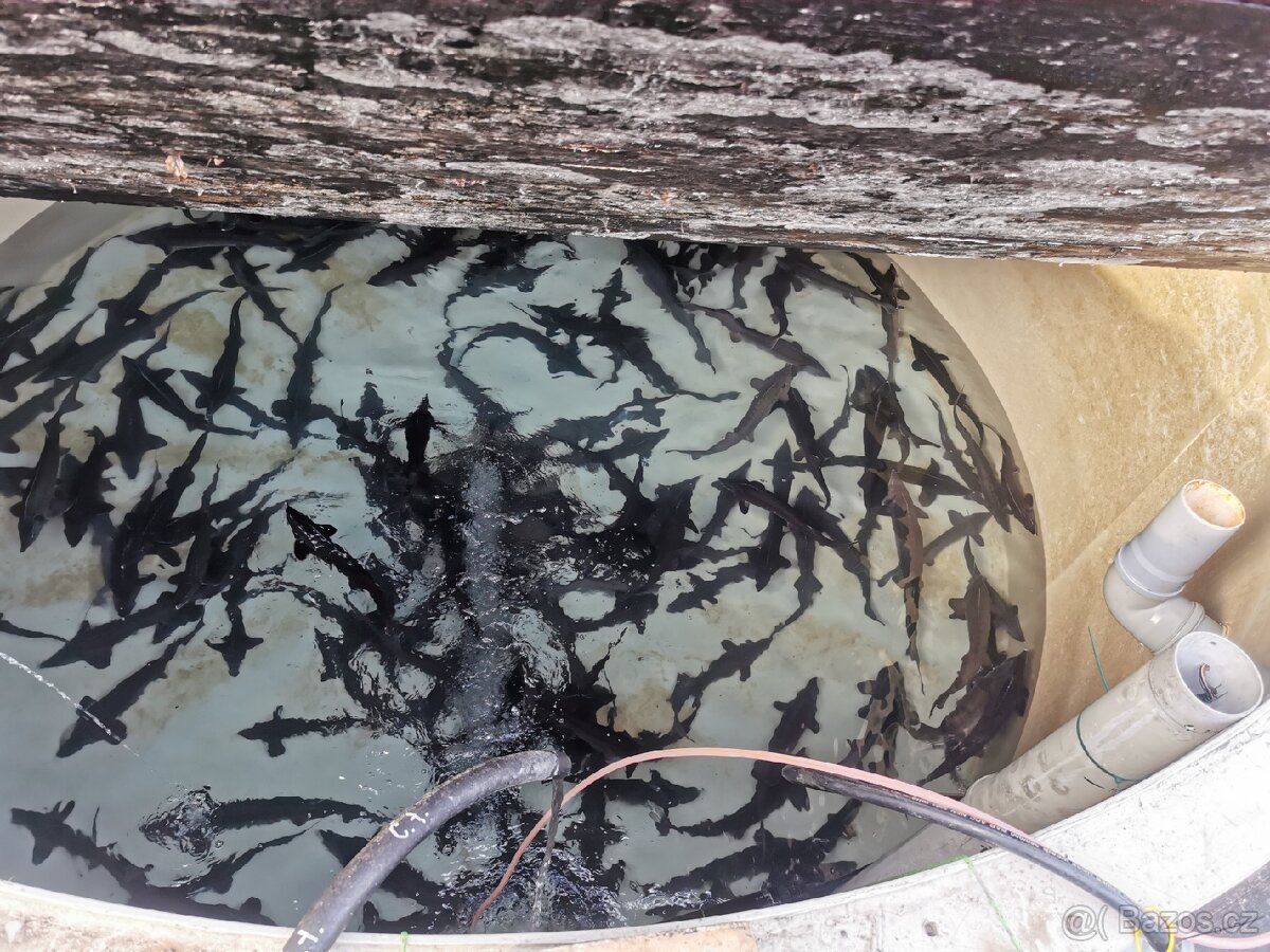 Jeseter sibiřský násada i tržní. - 2