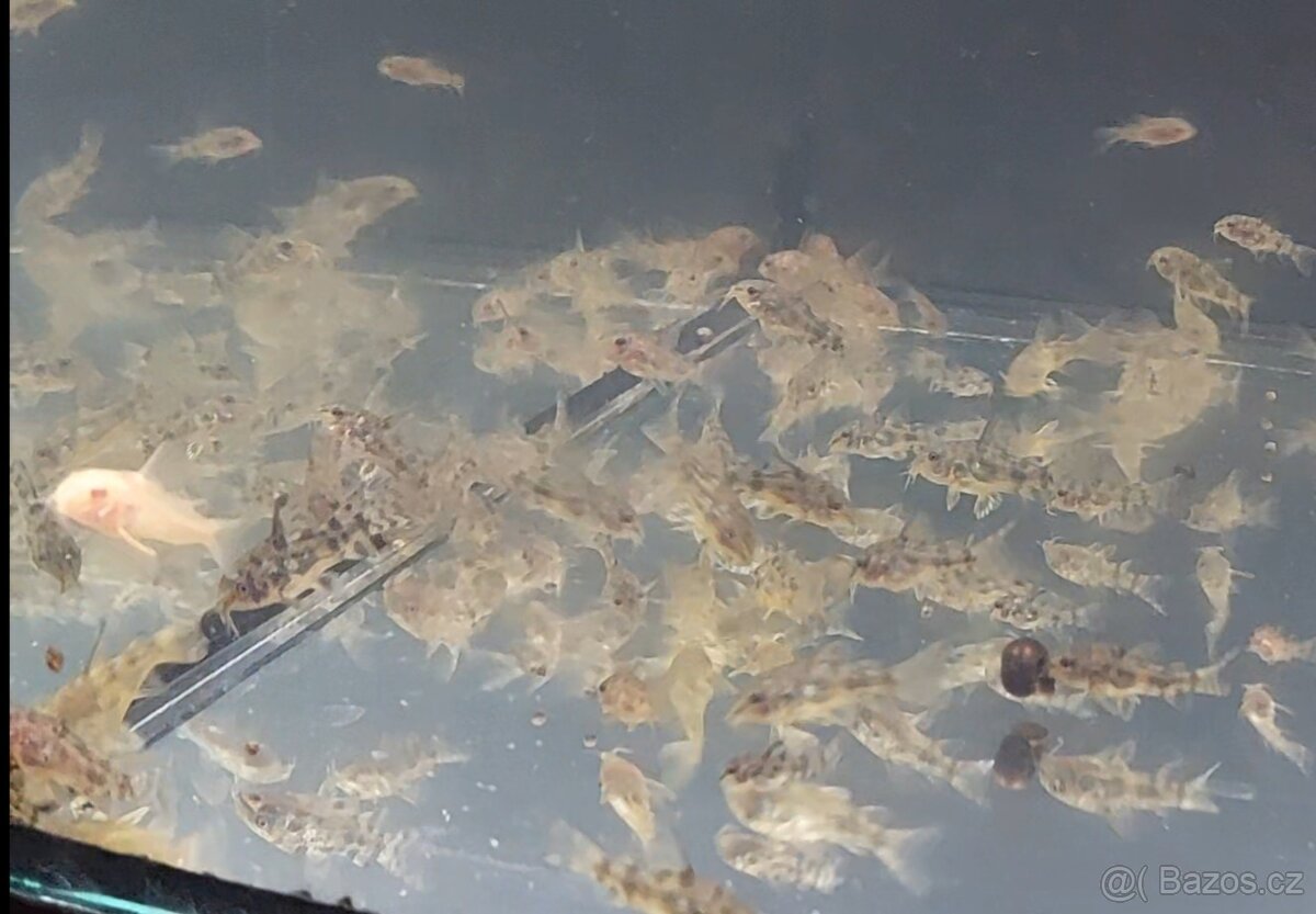 Mečovka Mex. Cometa a panceřníček C. Paleatus - 2