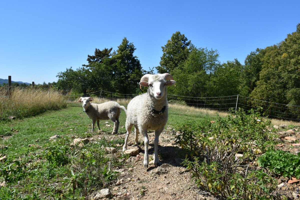 Ouessantský beránek - 2