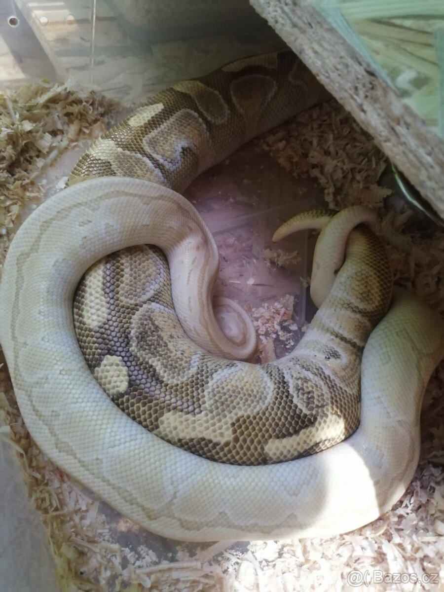 Prodám dospělého samce krajty královské - 2