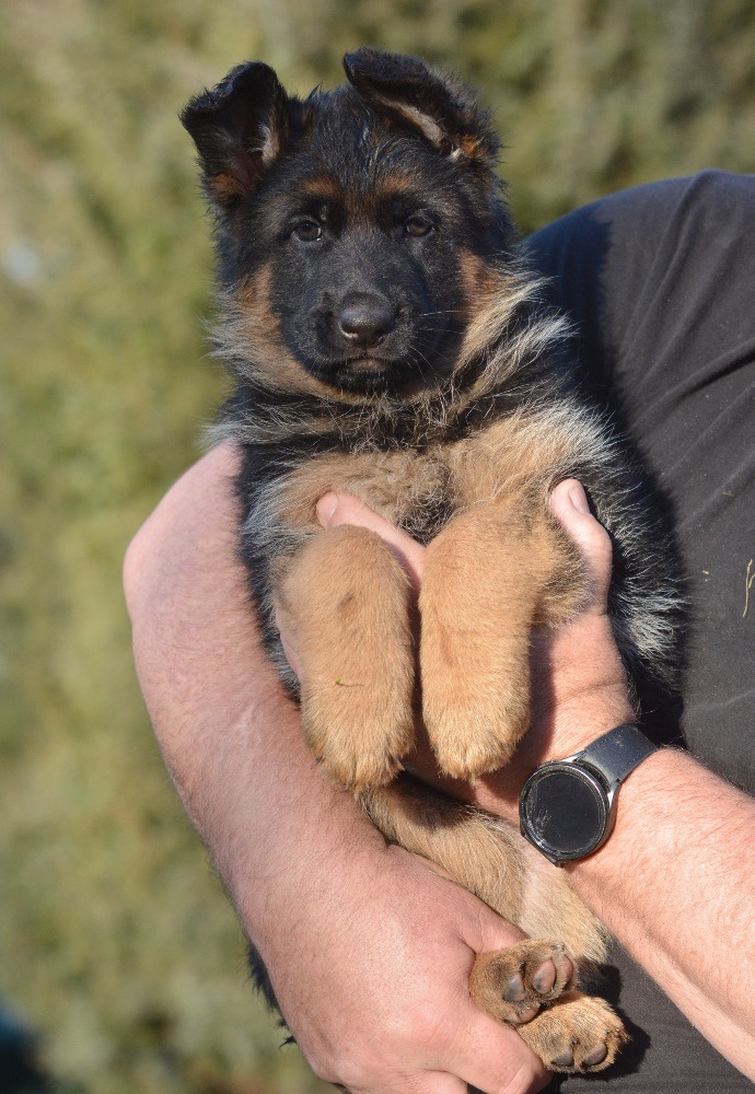 Štěňata NO s PP - 2