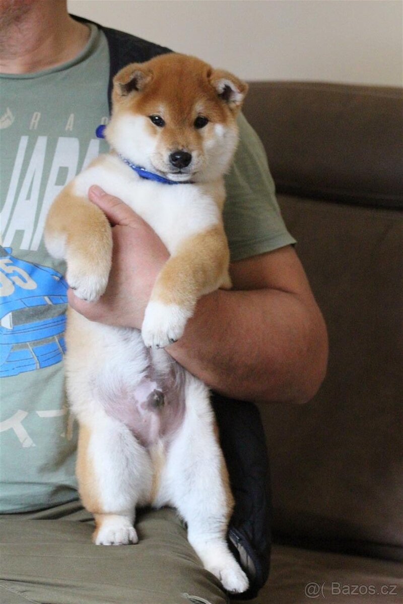 Shiba štěně pejsek - 2