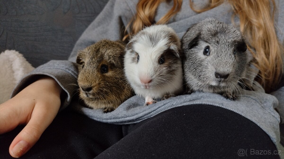 Morče hladkosrsté - 2