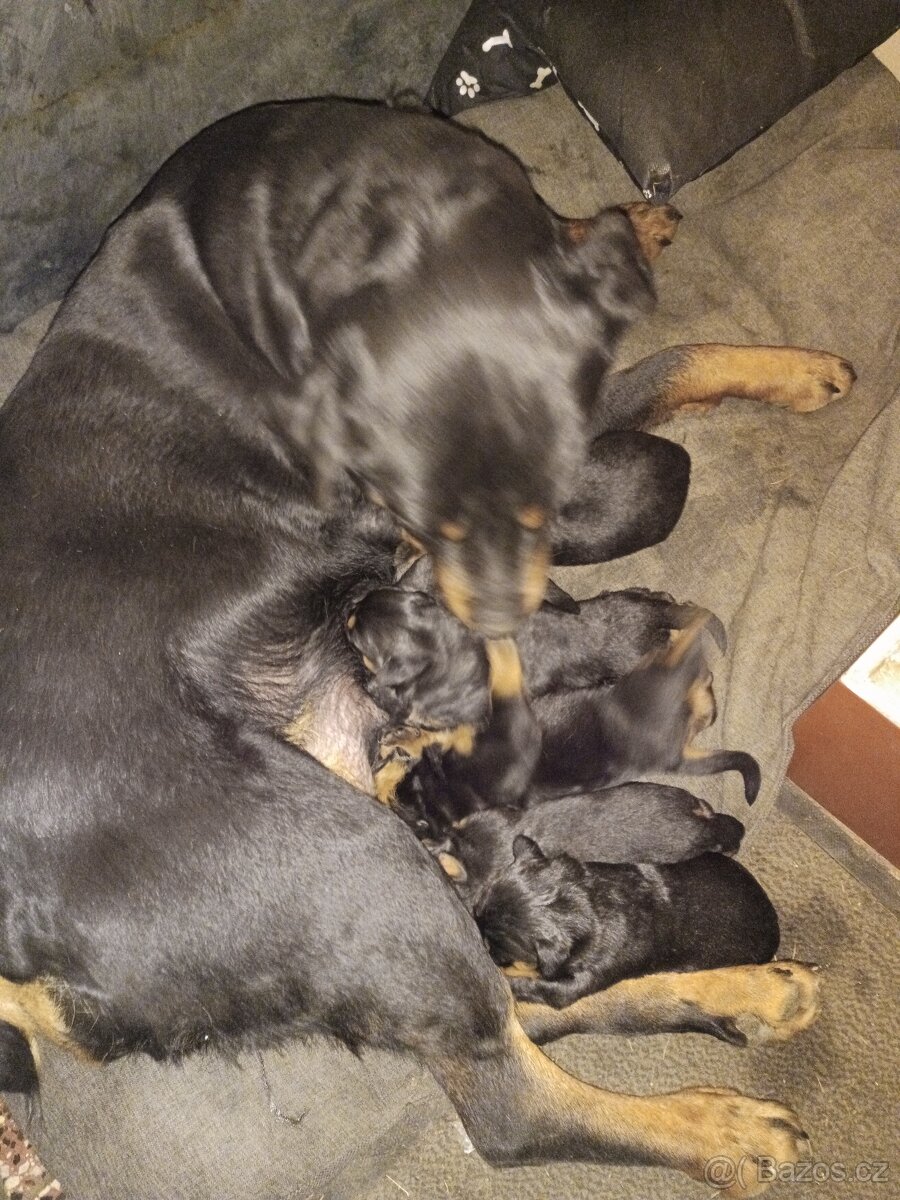 Štěňata rotvajlera bez PP - 2