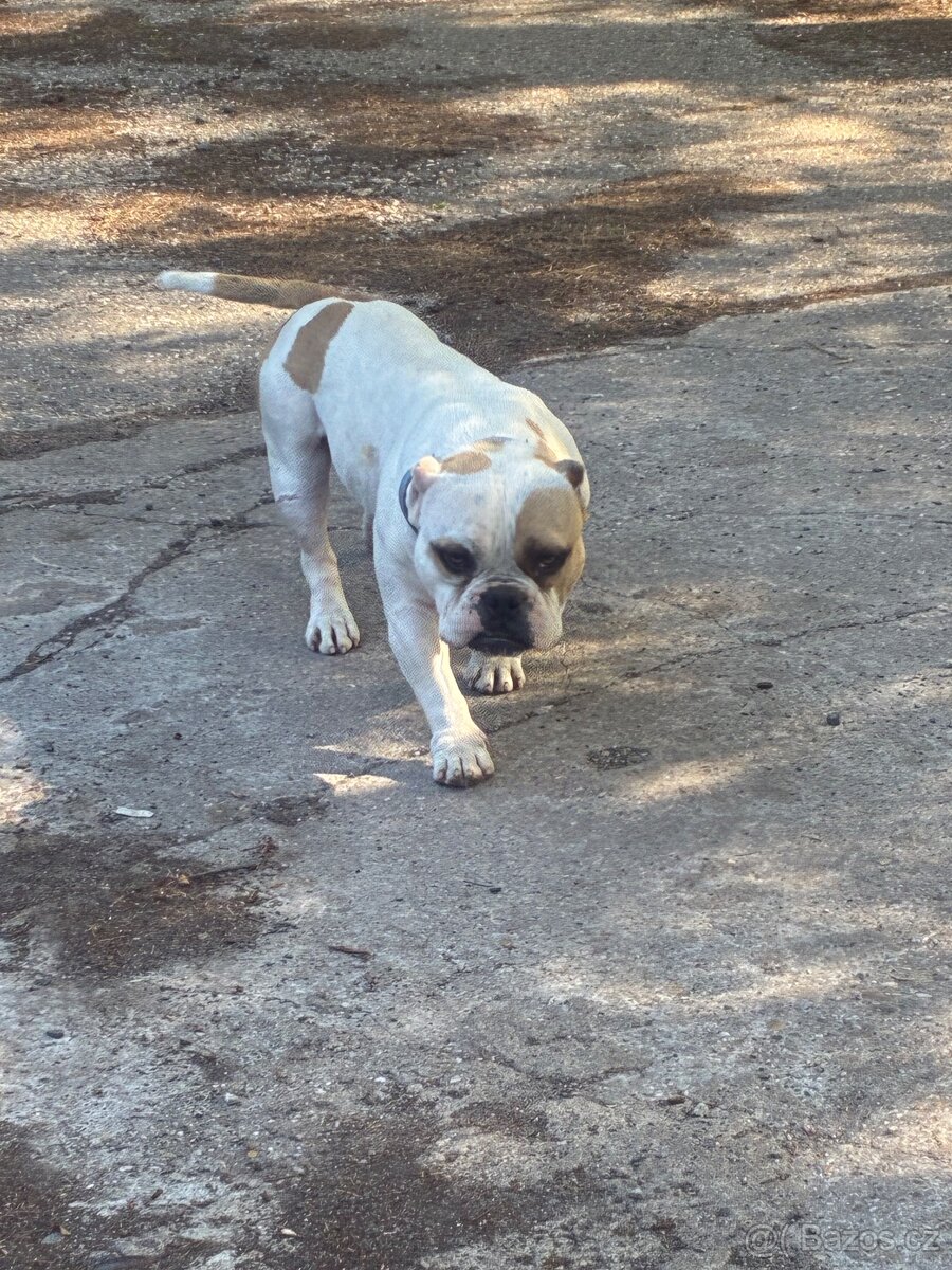Krytí American Bully Micro s PP - 2