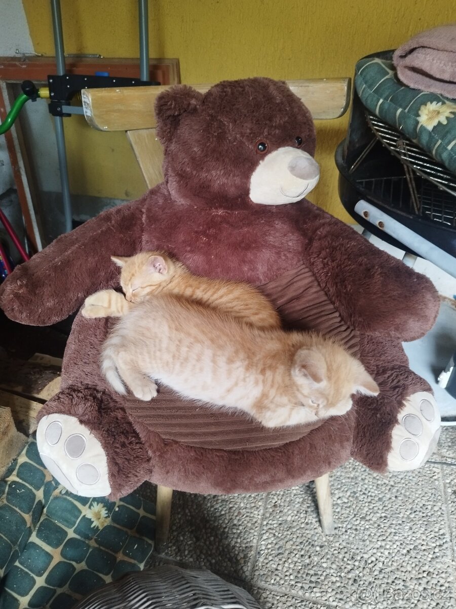 Datujeme koťátka - 2