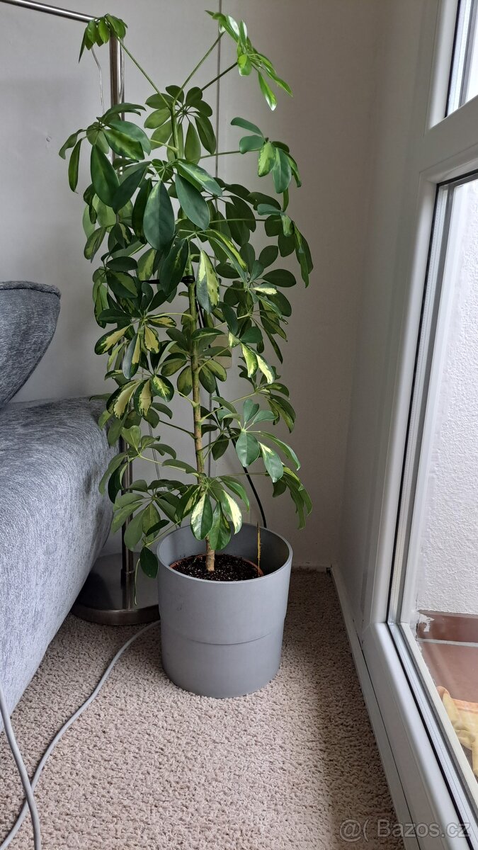 Monstera Šeflera - 2