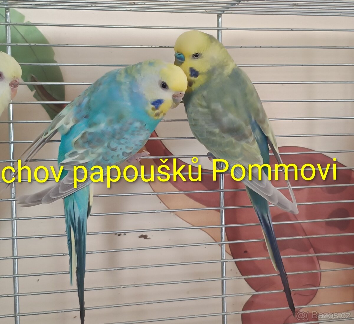 Andulky - duhový pár - 2