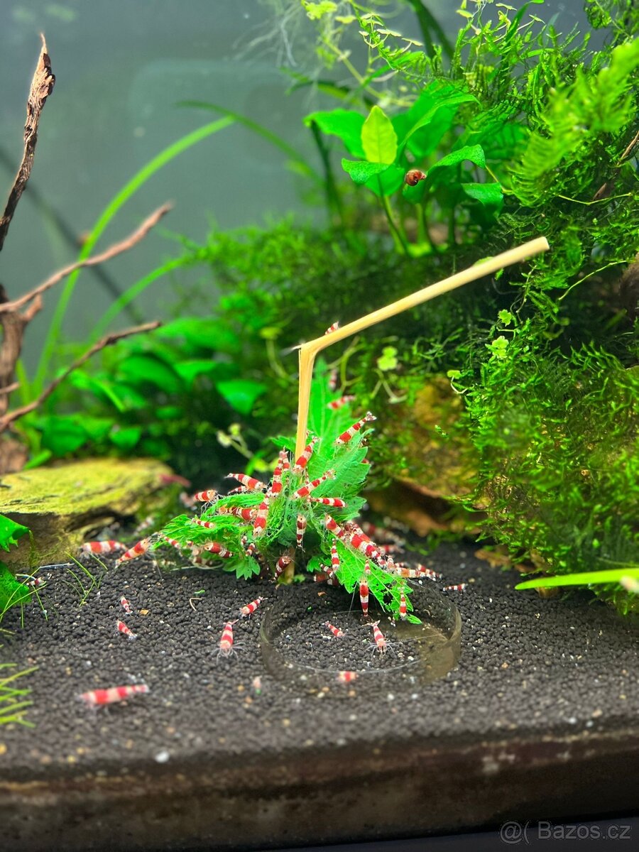 Krevety Red Crystal - 2