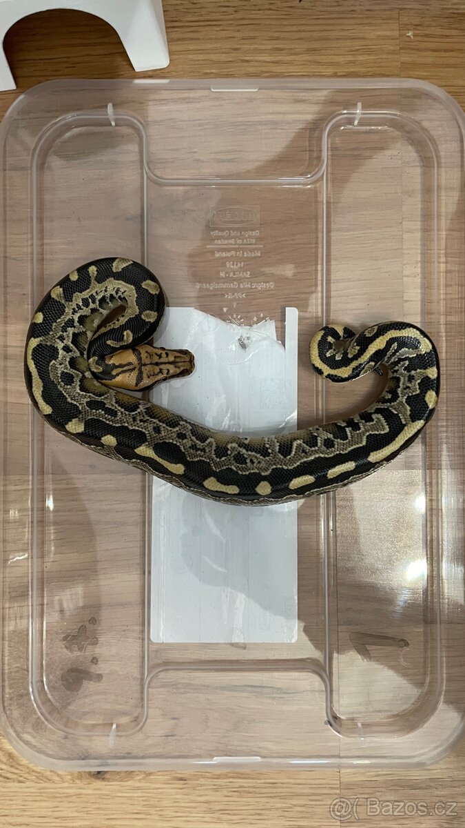 python breitensteini - 2