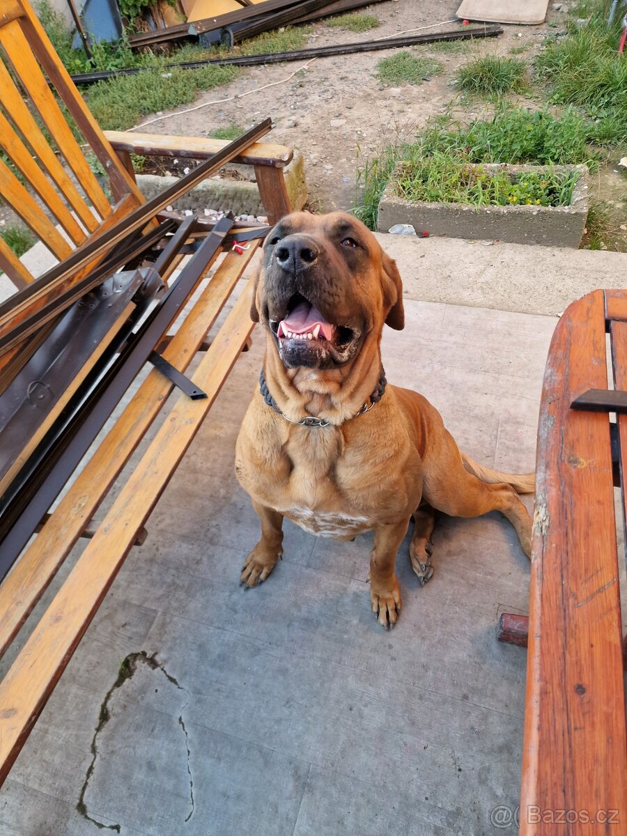 Daruji fenku Tosa inu,s Prúk.původu - 2