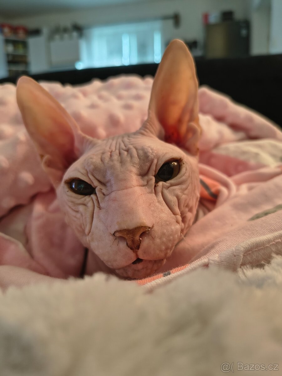Donský sphynx ke krytí s PP - 2