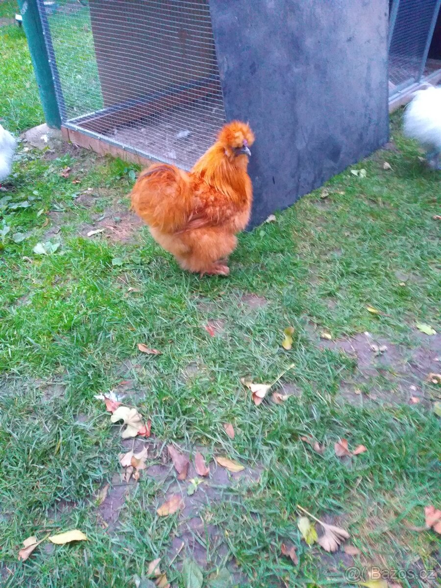 Kohouti Hedvábničky holokrčky a bílé velké vousaté - 2