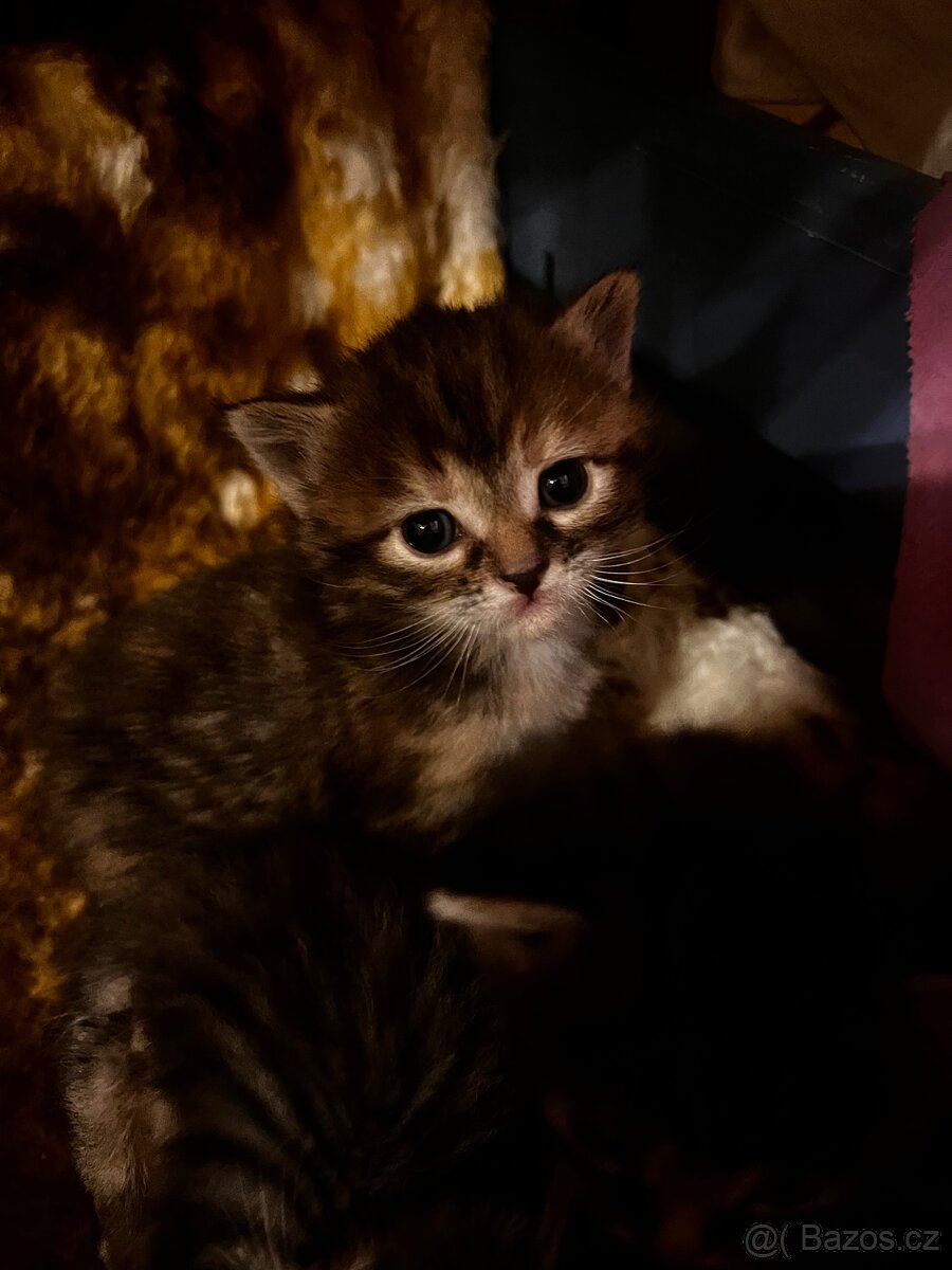 Koťátka - 2