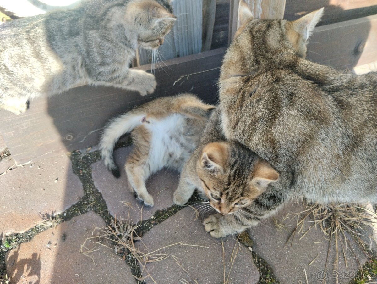 Daruji koťátka - 2
